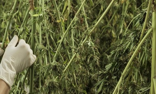 Terre Di Cannabis